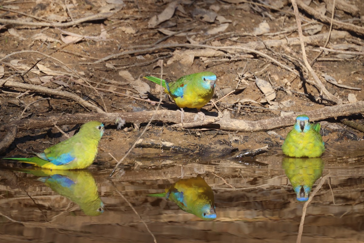 Turquoise Parrot - GEOFFREY SHINKFIELD