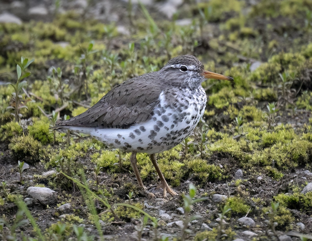 Spotted Sandpiper - ML619014272