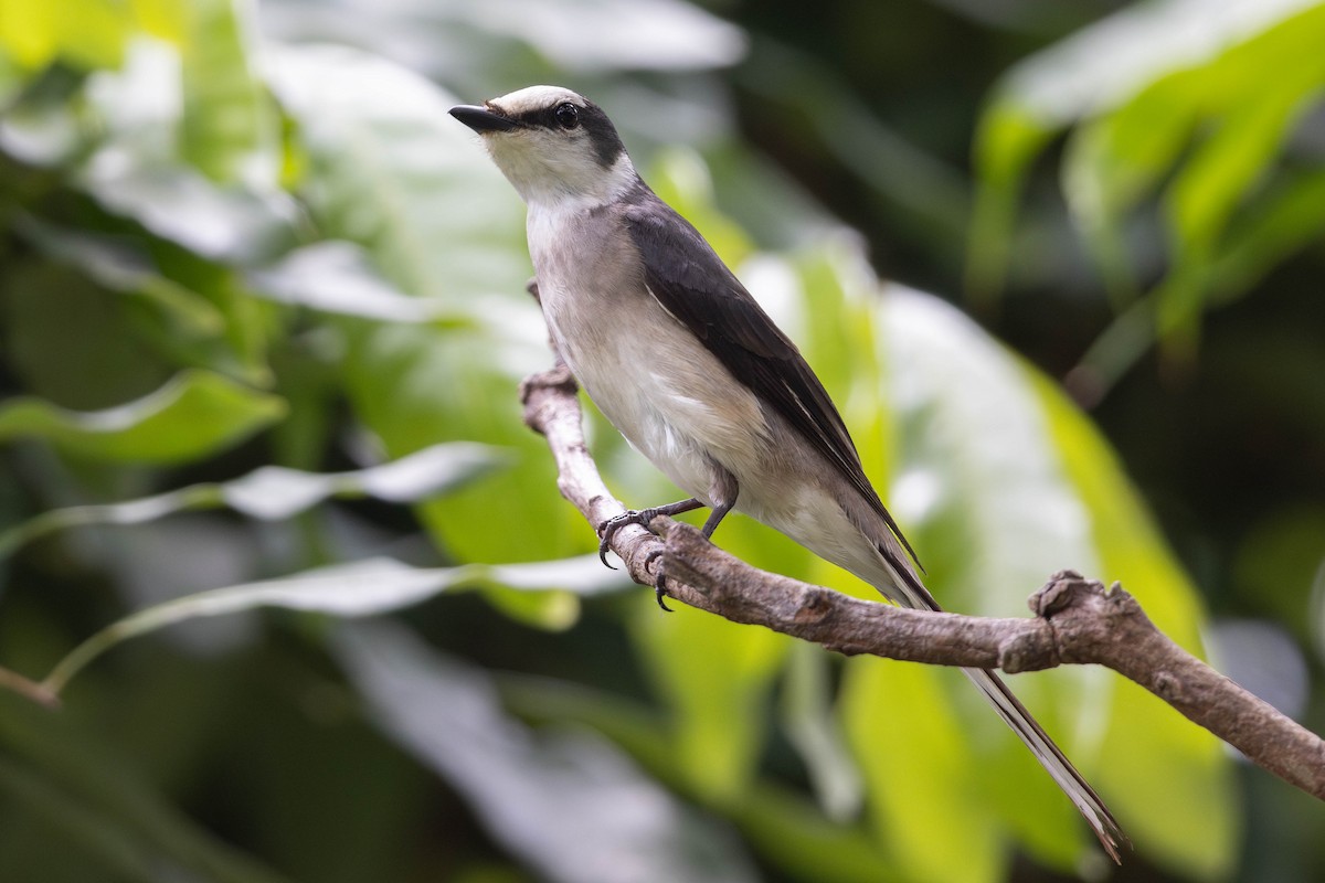 Brown-rumped Minivet - Sandy Luk