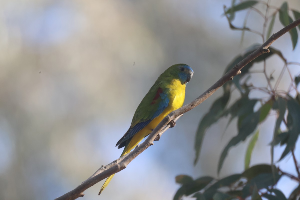 Turquoise Parrot - GEOFFREY SHINKFIELD