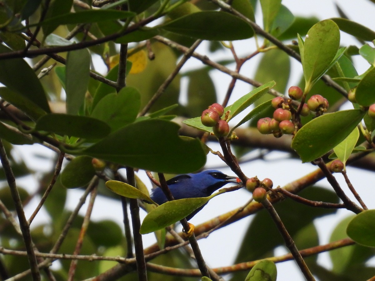 Purple Honeycreeper - Tanya Rubi Villalba