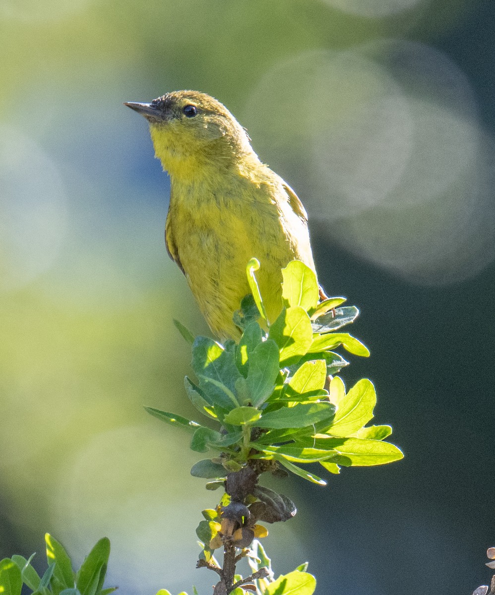 Orange-crowned Warbler - Colin McGregor