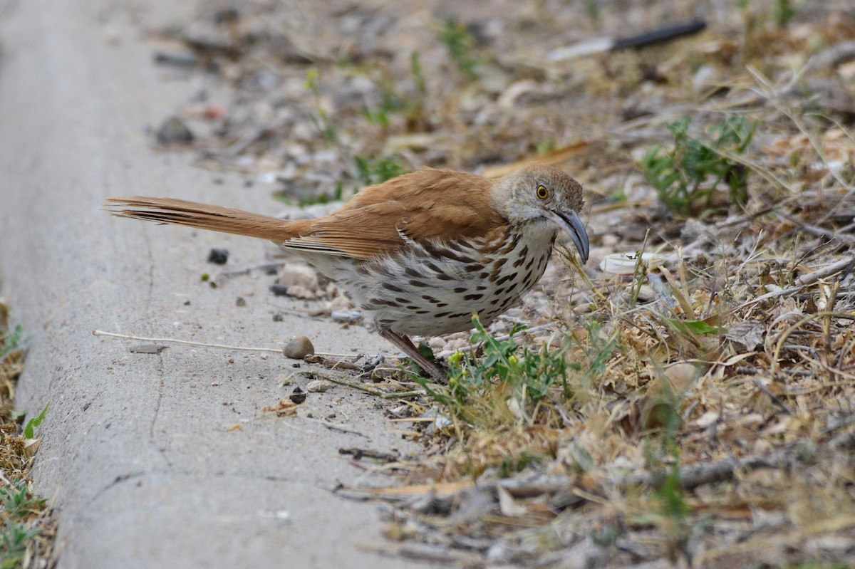 Brown Thrasher - ML619014311