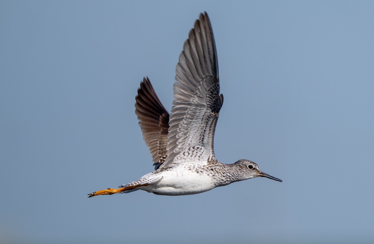 Lesser Yellowlegs - ML619014326