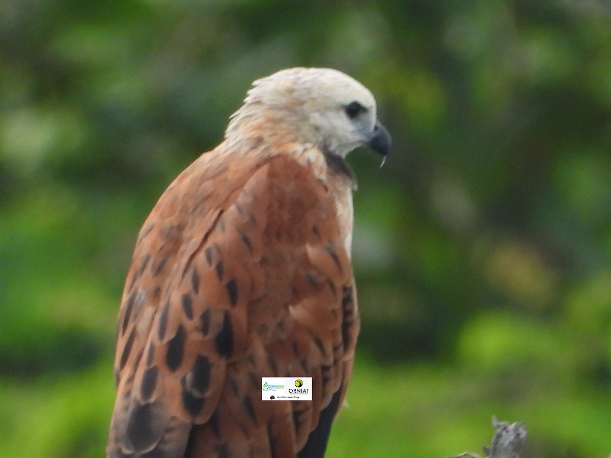 Black-collared Hawk - ML619014359