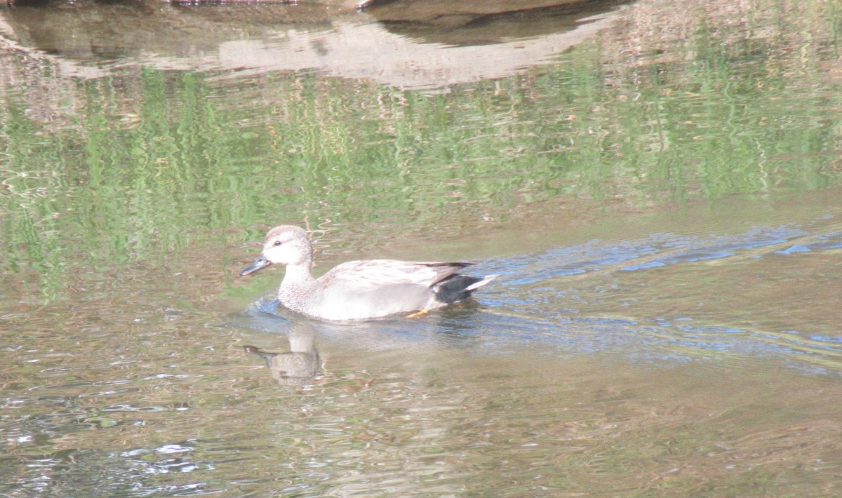 Gadwall - Anonymous