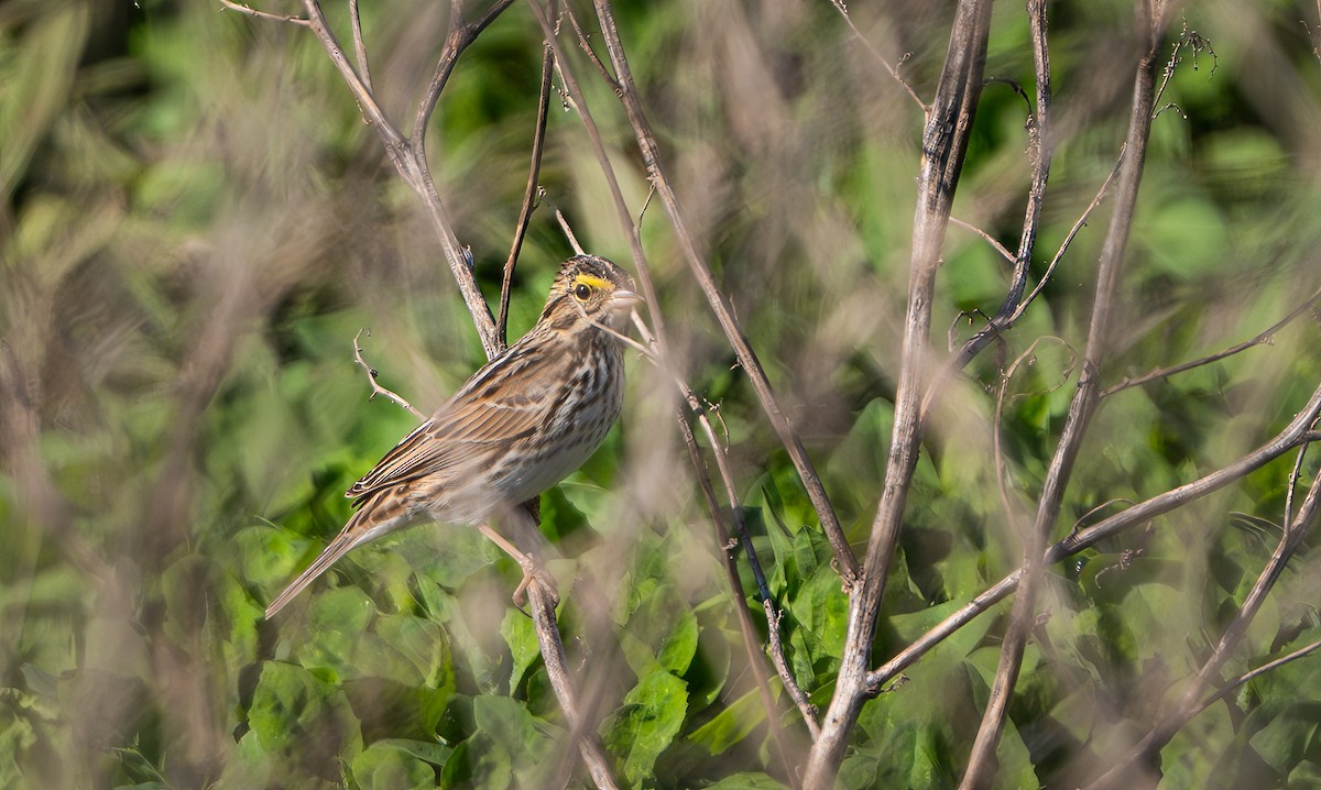 Savannah Sparrow - ML619014371