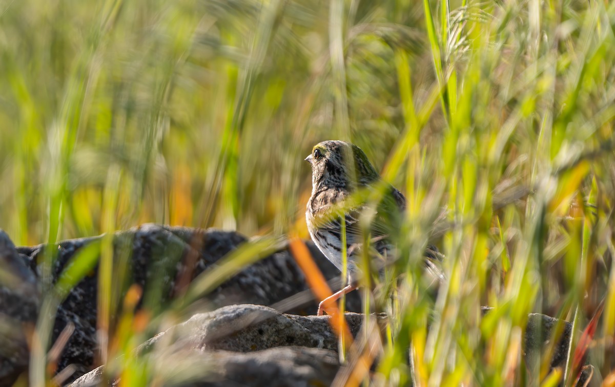 Savannah Sparrow - ML619014374