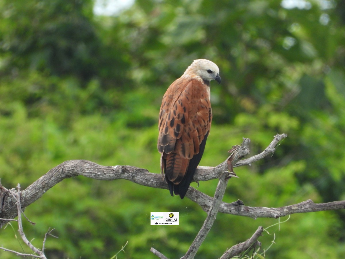 Black-collared Hawk - ML619014375