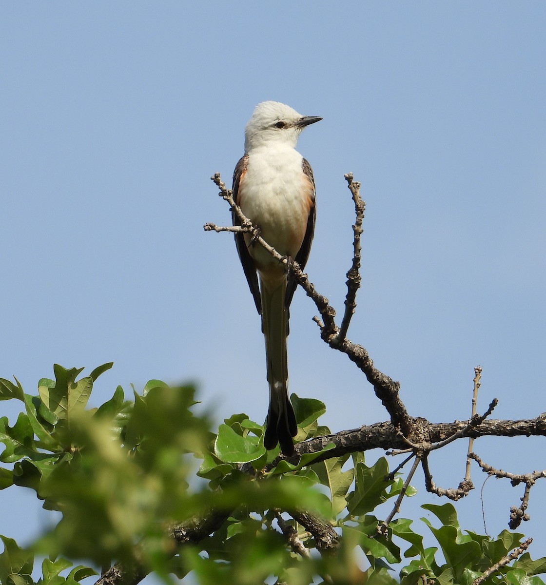 Scissor-tailed Flycatcher - ML619014383