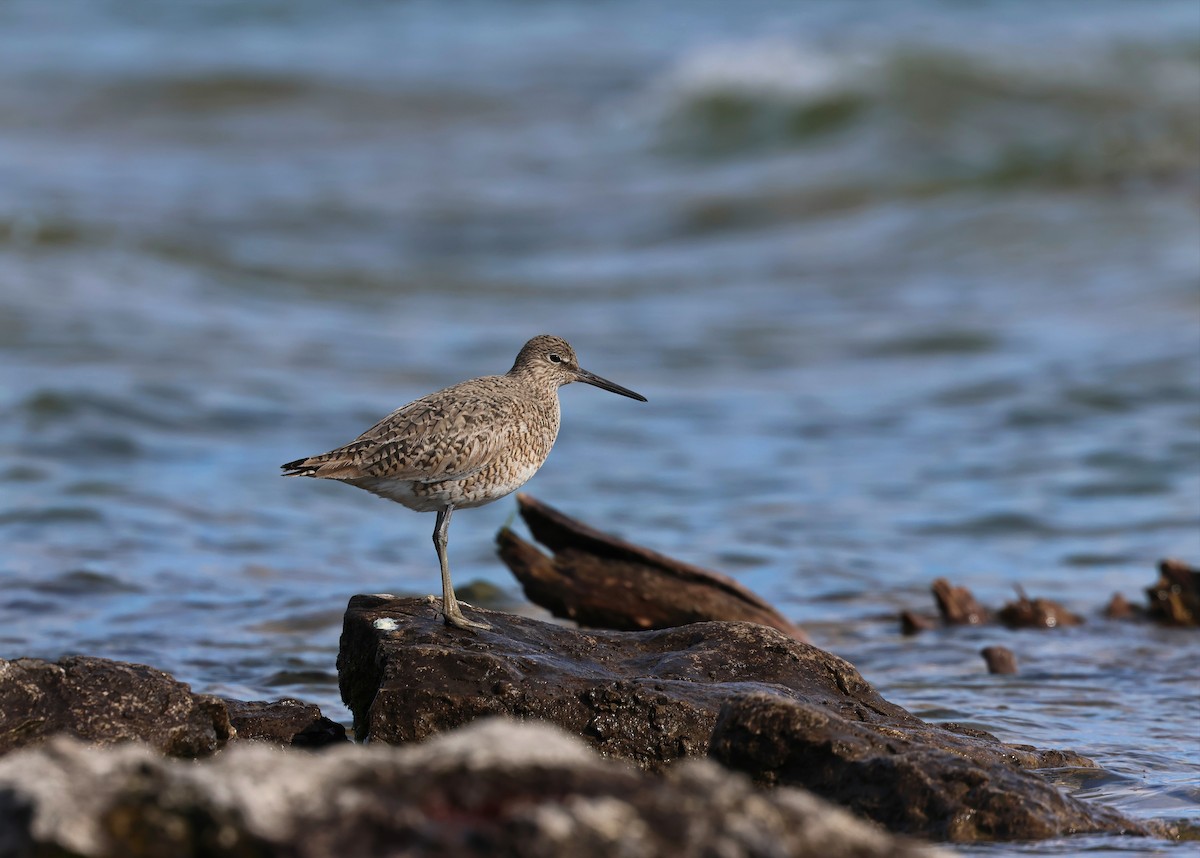 Willet - ML619014387