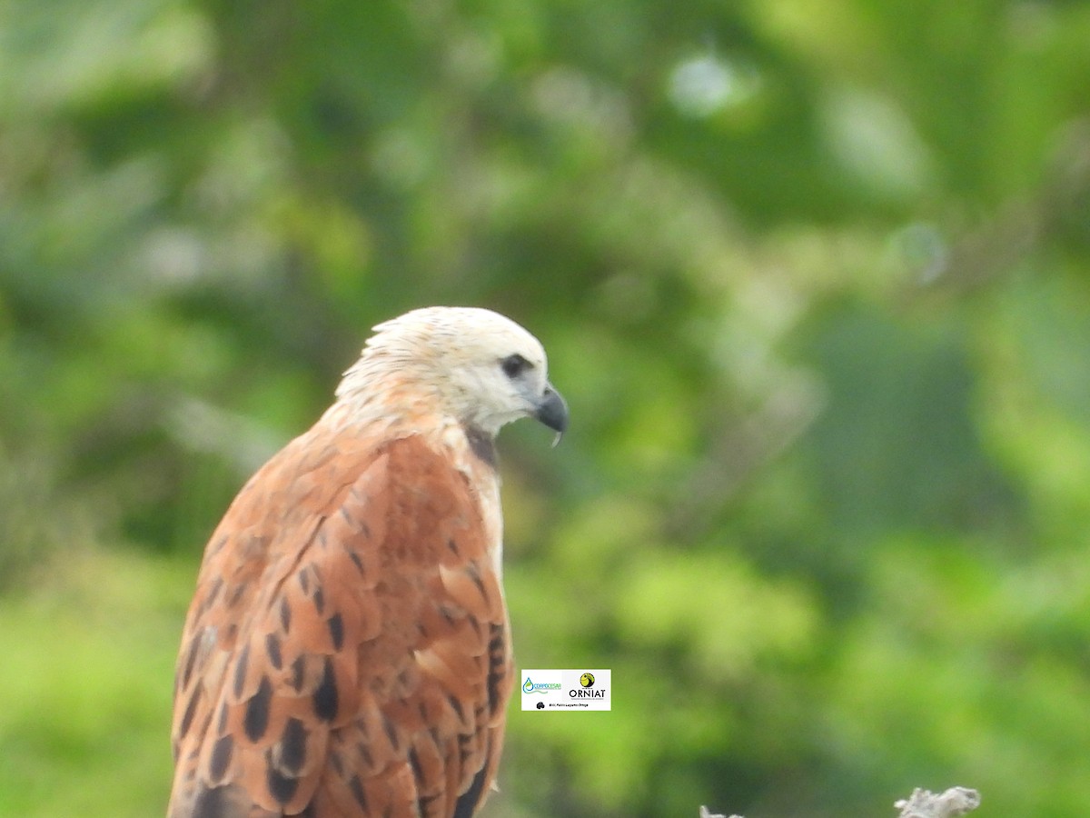 Black-collared Hawk - ML619014392