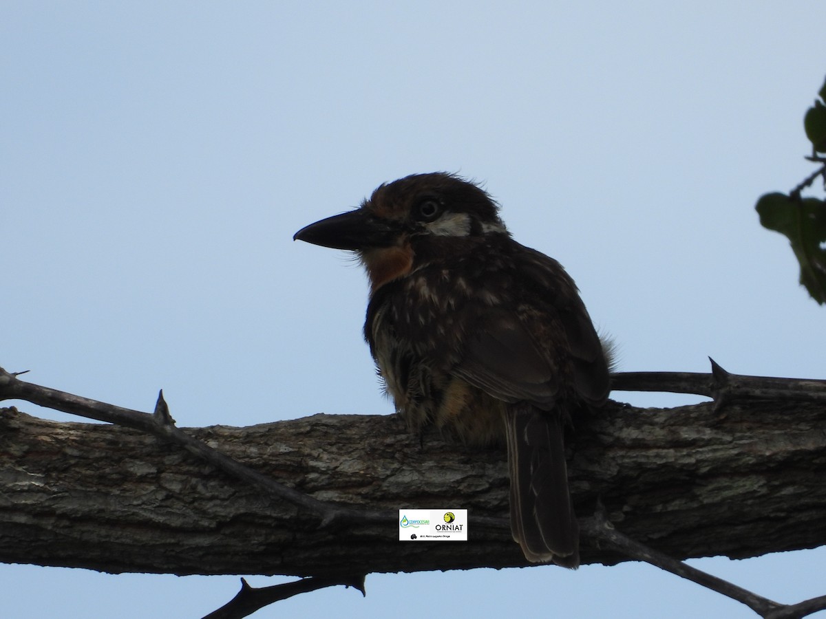 Russet-throated Puffbird - Pablo Cesar Lagares Ortega