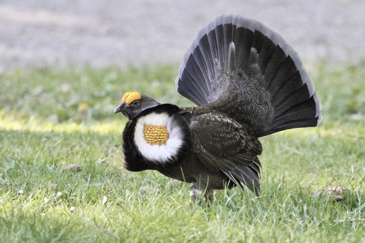 Gallo Fuliginoso - ML619014428