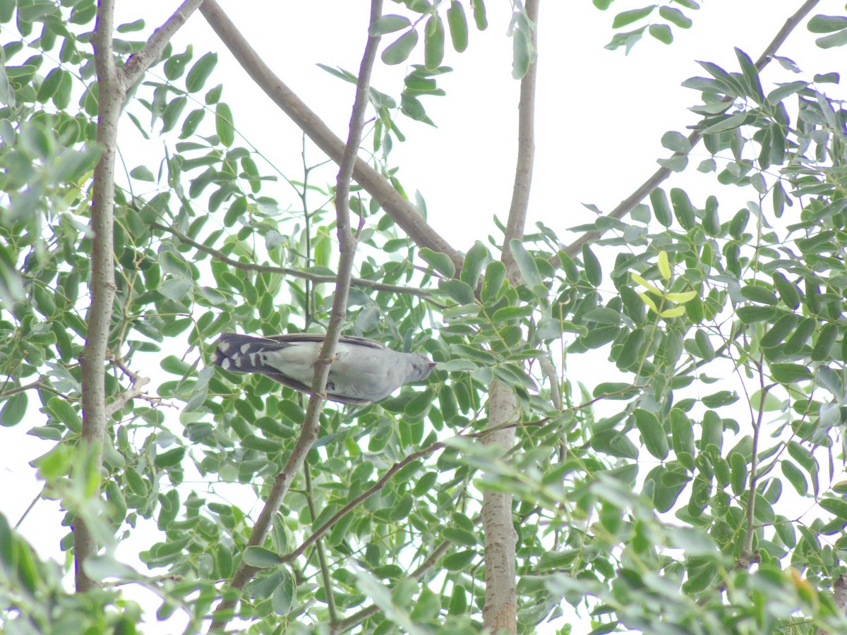 Gray-bellied Cuckoo - Mayur K. Setty