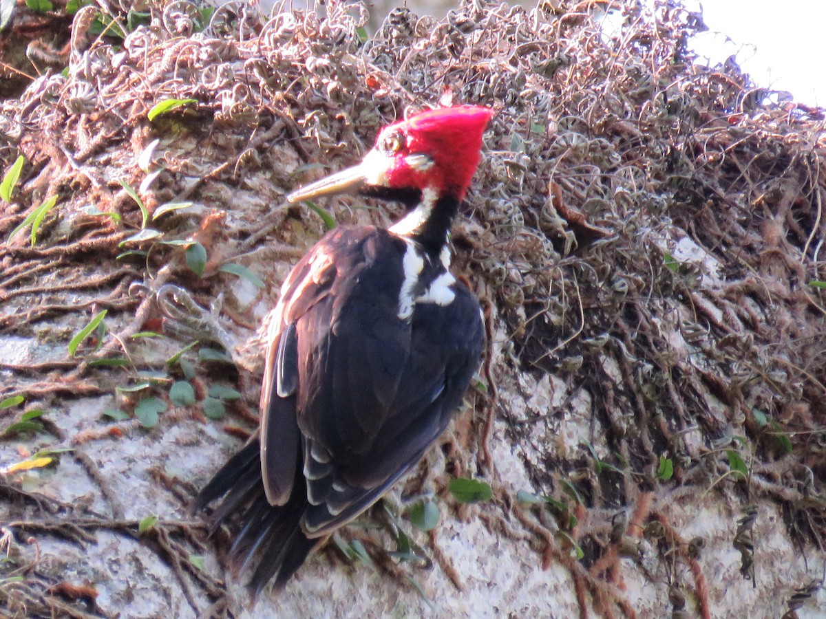 Crimson-crested Woodpecker - Scarlet  Cordero Seijas