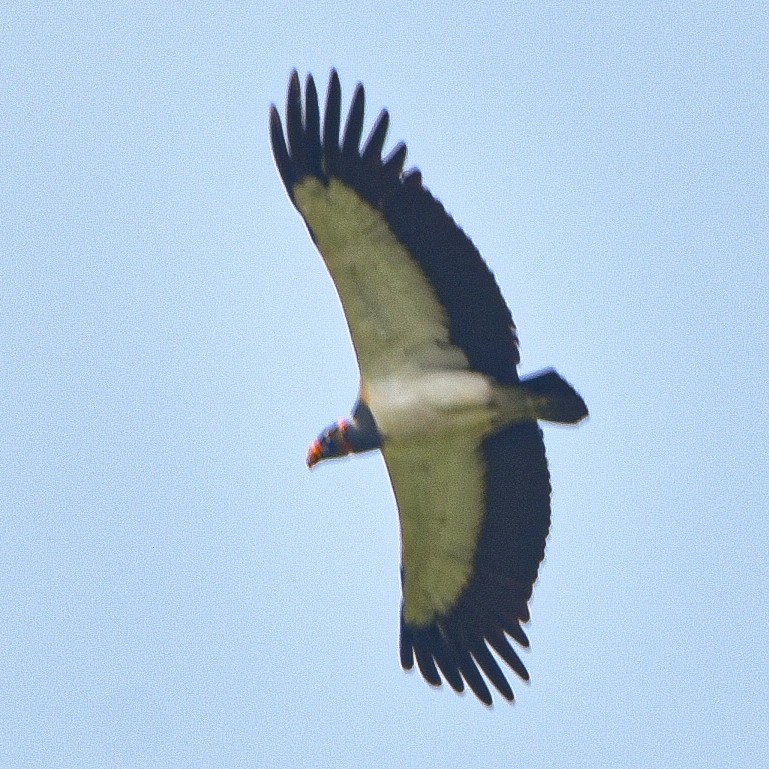 King Vulture - Carlos Mario Restrepo