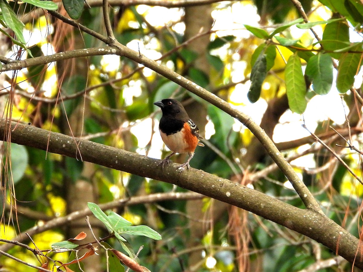 Spotted Towhee - César Tejeda Cruz