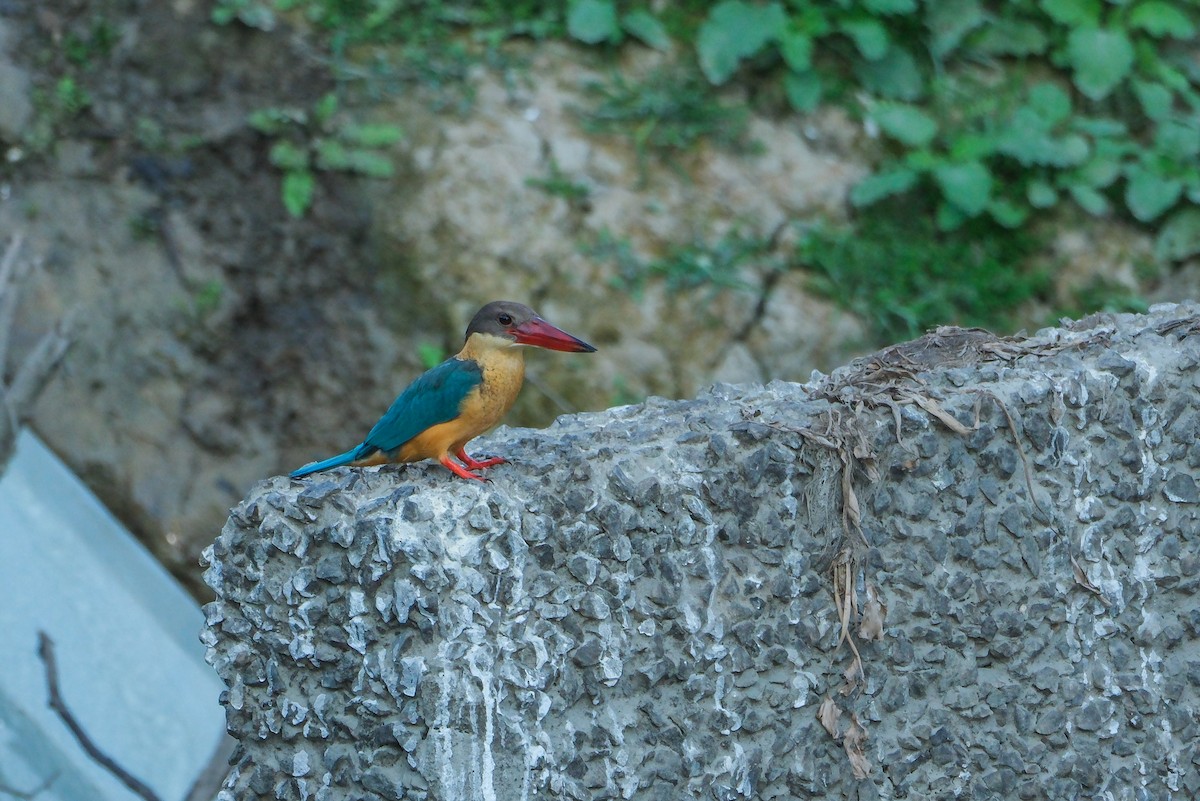 Stork-billed Kingfisher - ML619014497