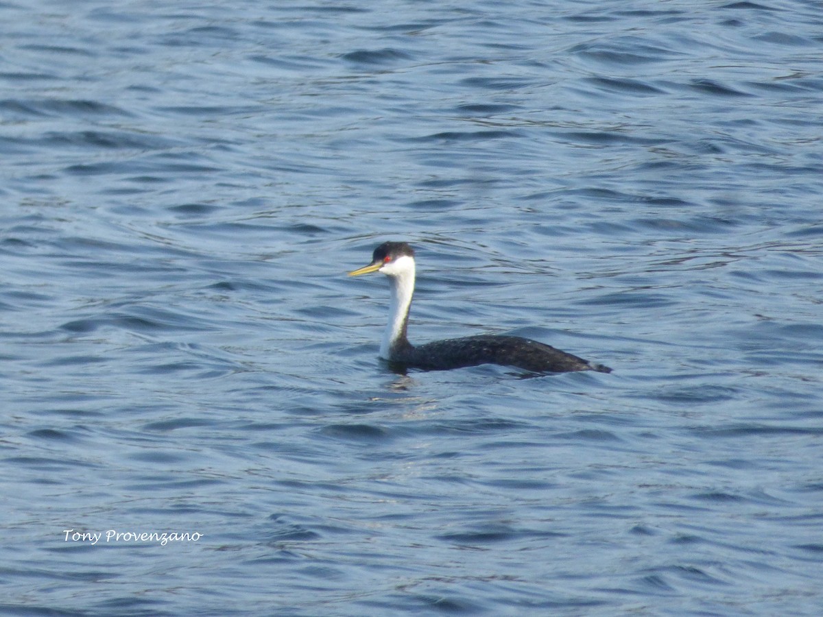 Western Grebe - ML619014498