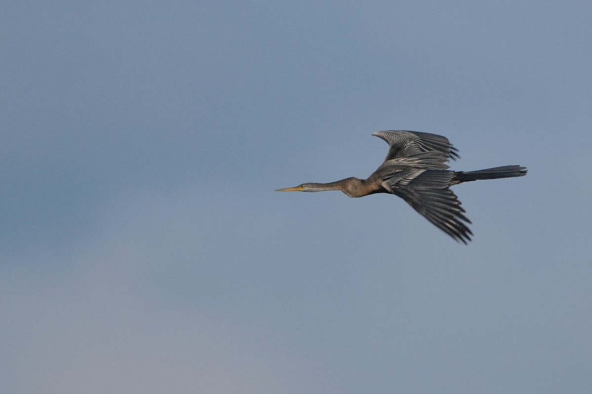 anhinga indomalajská - ML619014499