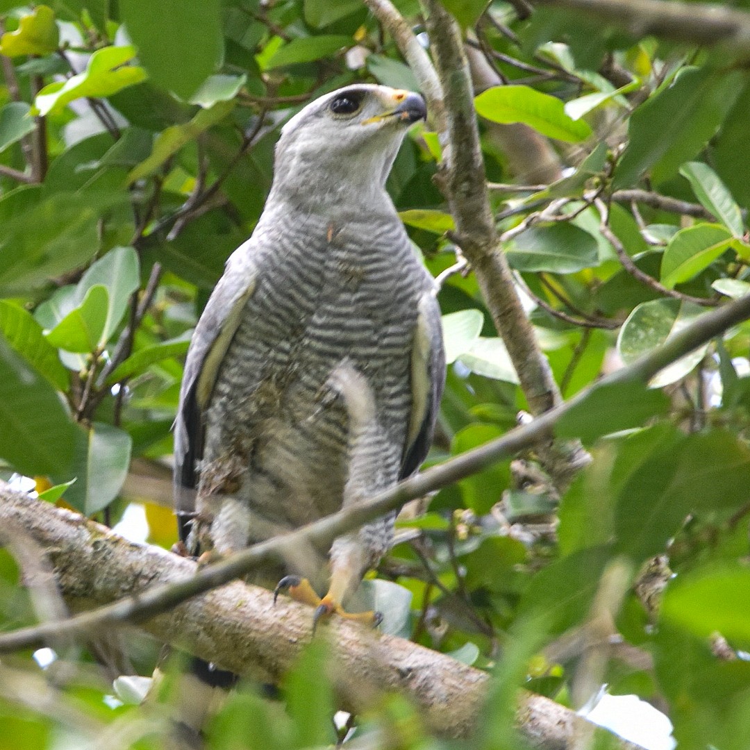 Gray-lined Hawk - ML619014503