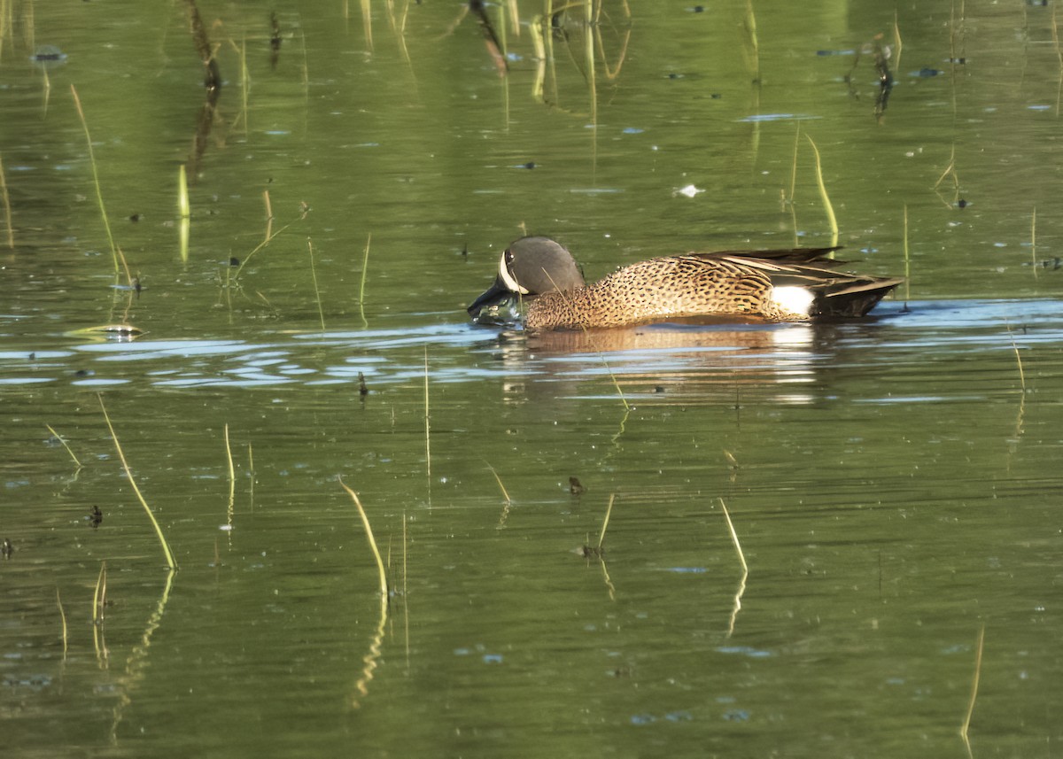 Blue-winged Teal - ML619014506