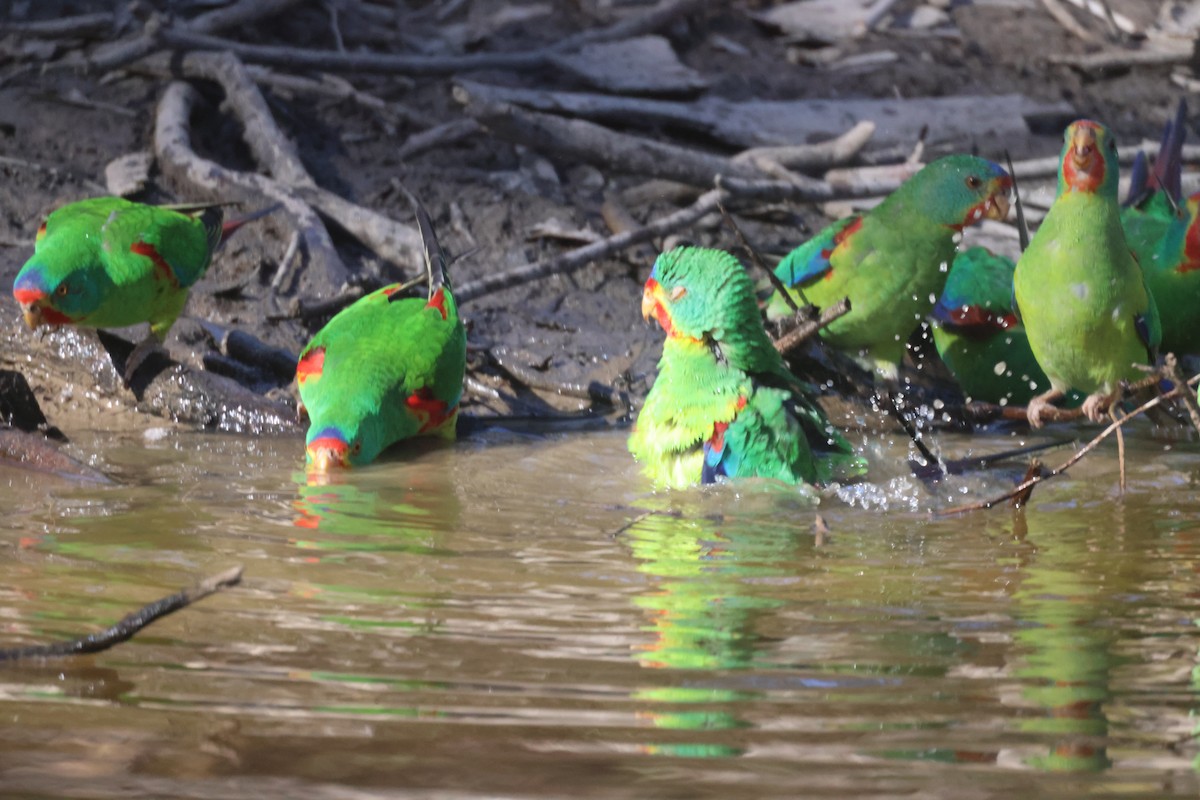 Swift Parrot - GEOFFREY SHINKFIELD