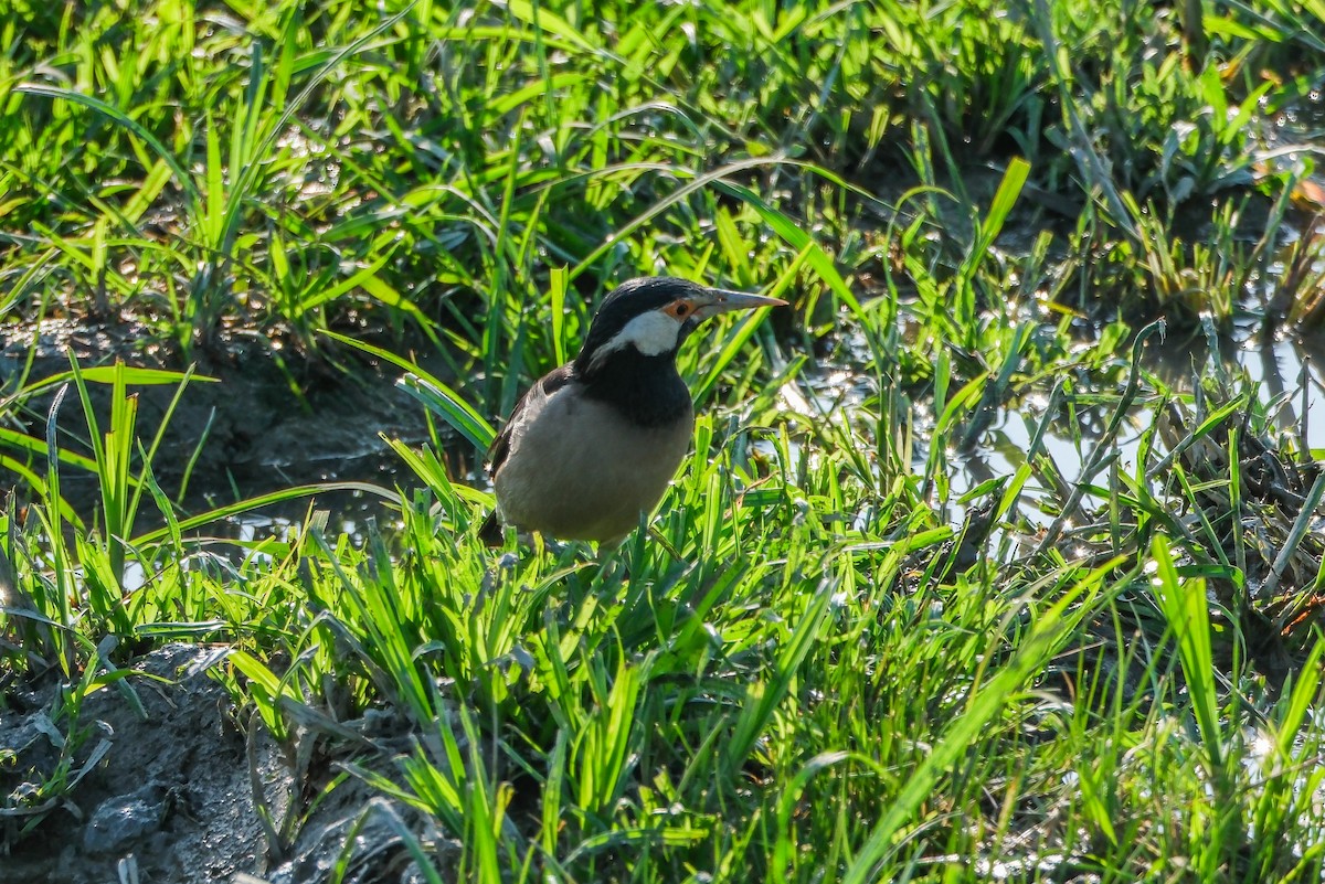 Indian Pied Starling - Oscar Vazquez