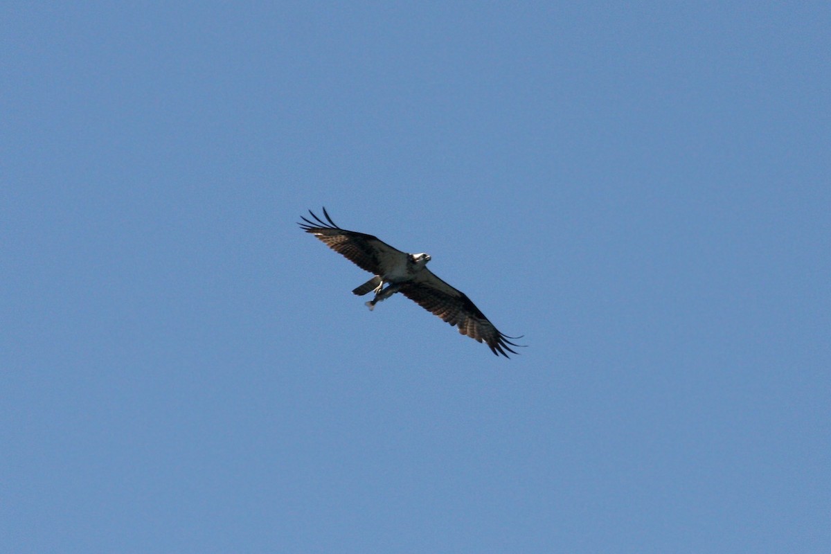 Águila Pescadora - ML619014515