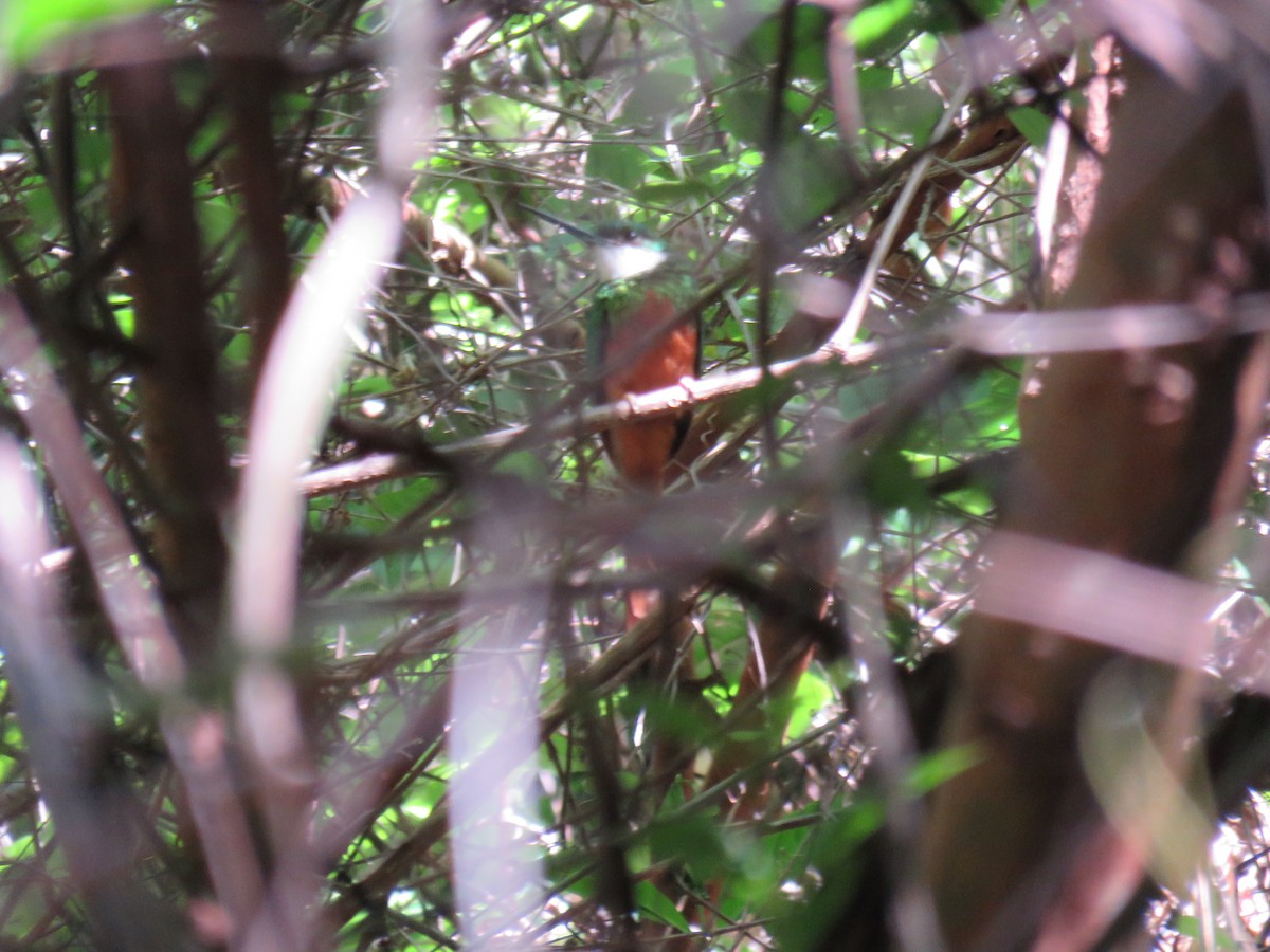 Rufous-tailed Jacamar - Scarlet  Cordero Seijas