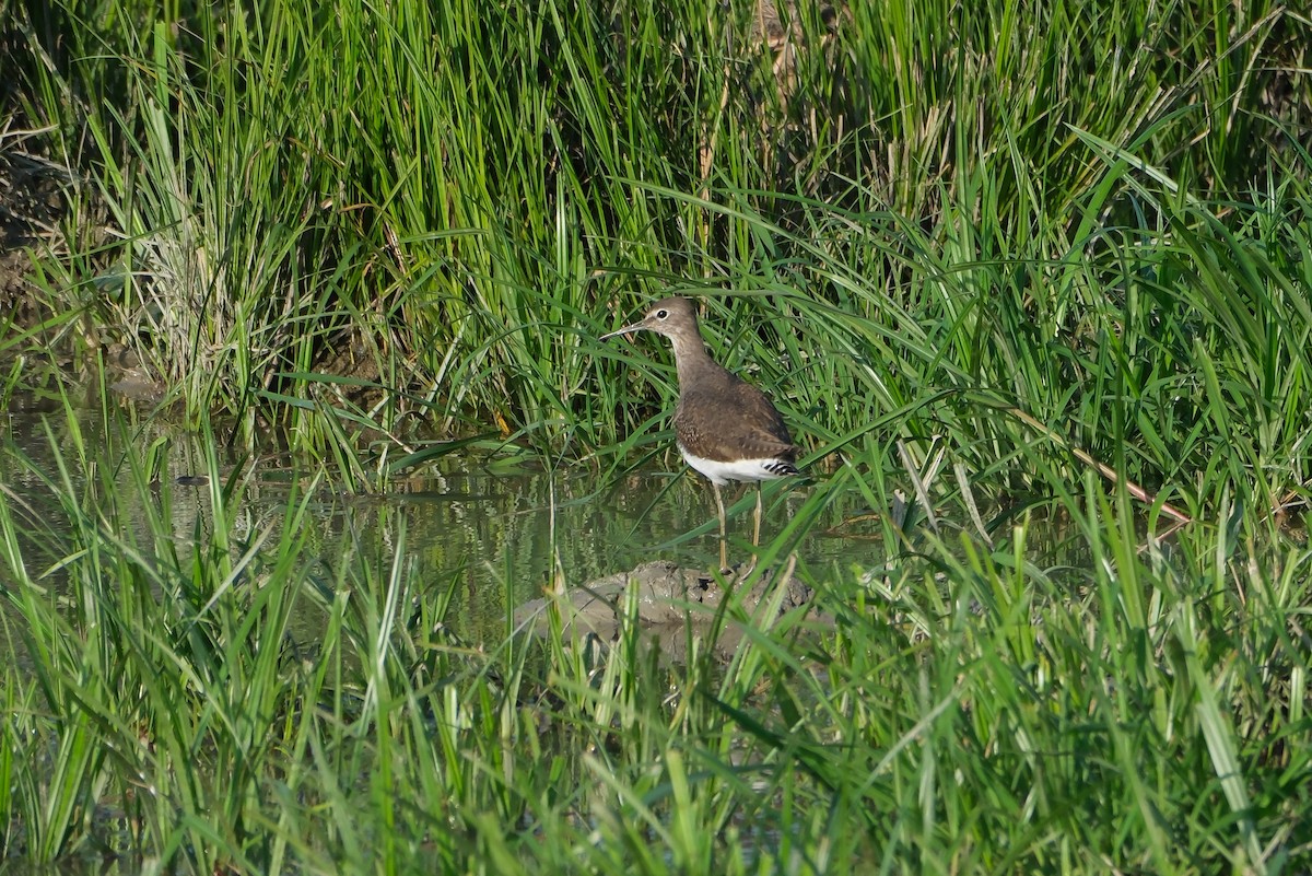 Green Sandpiper - ML619014521