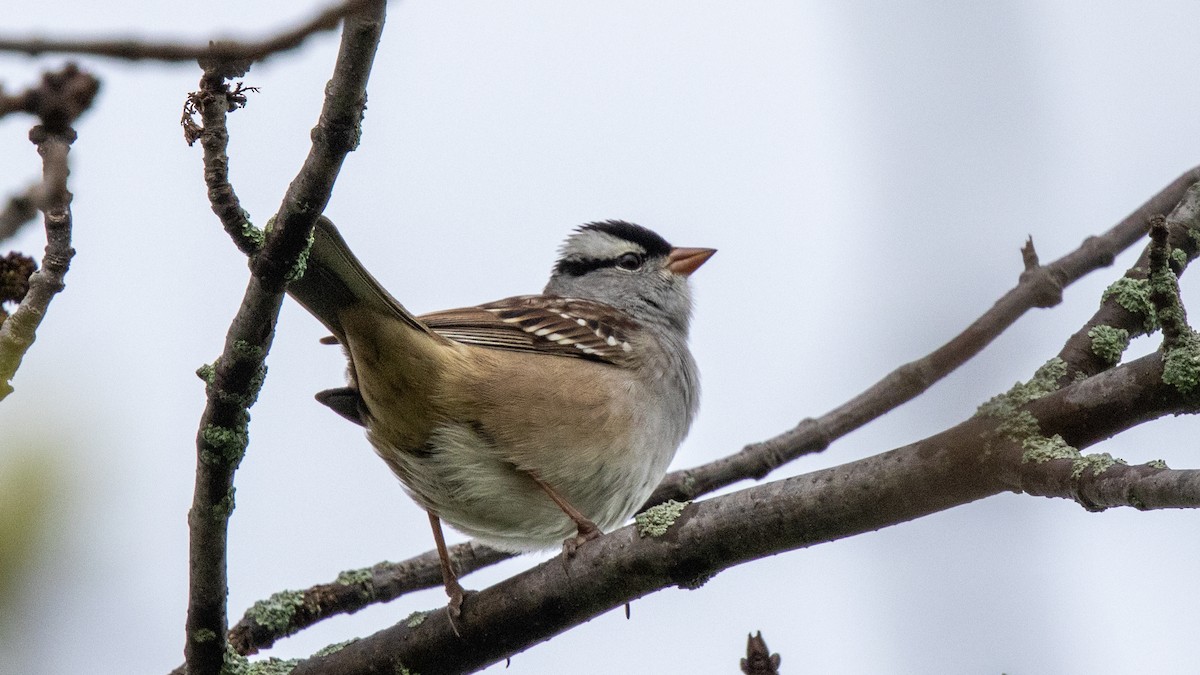 White-crowned Sparrow - Robert & Susan Codd
