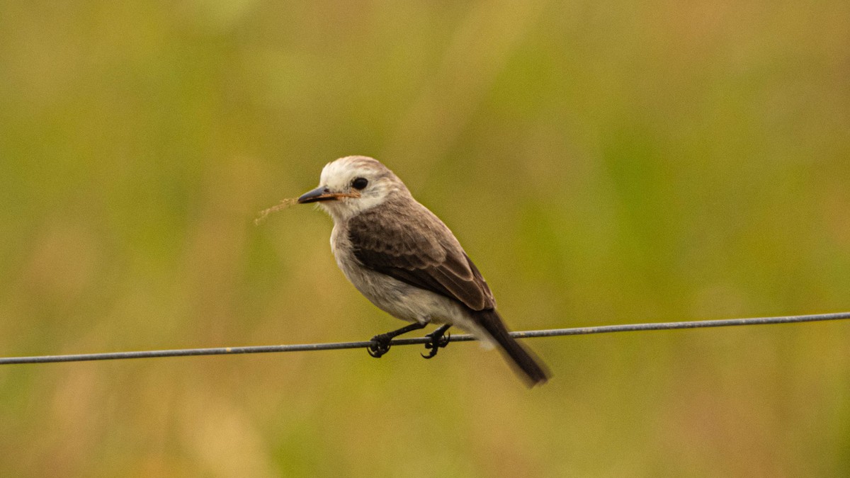 White-headed Marsh Tyrant - Camilo Gómez