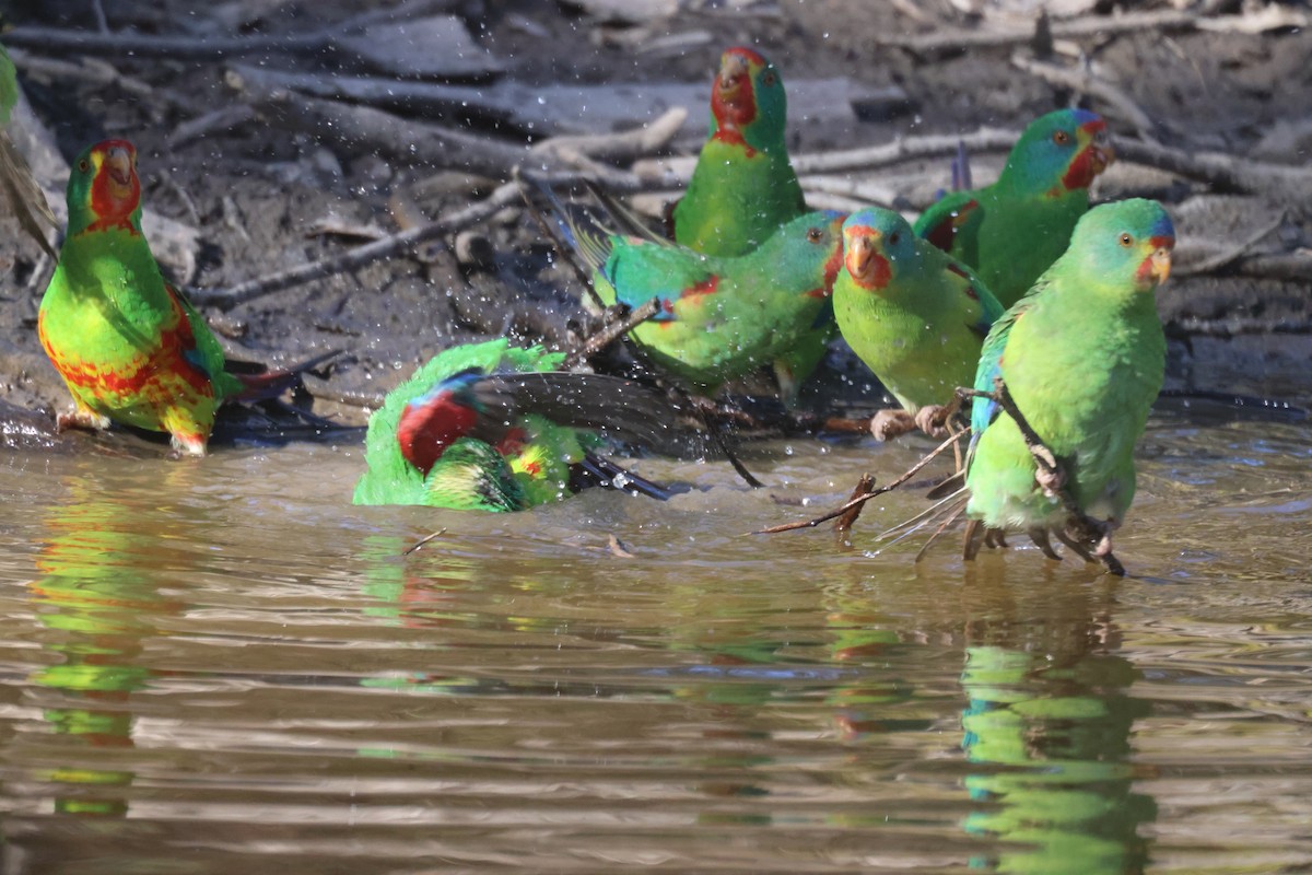 Swift Parrot - GEOFFREY SHINKFIELD