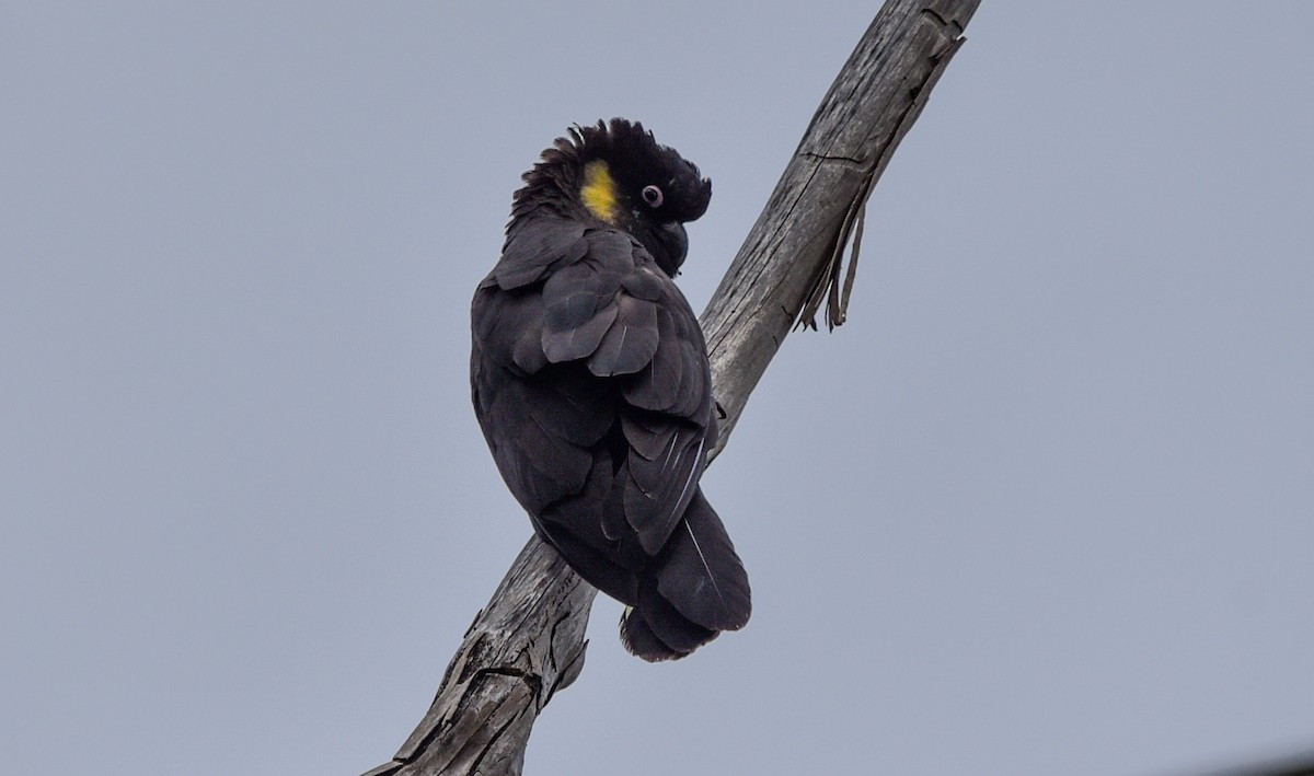 Yellow-tailed Black-Cockatoo - Bruce Wedderburn