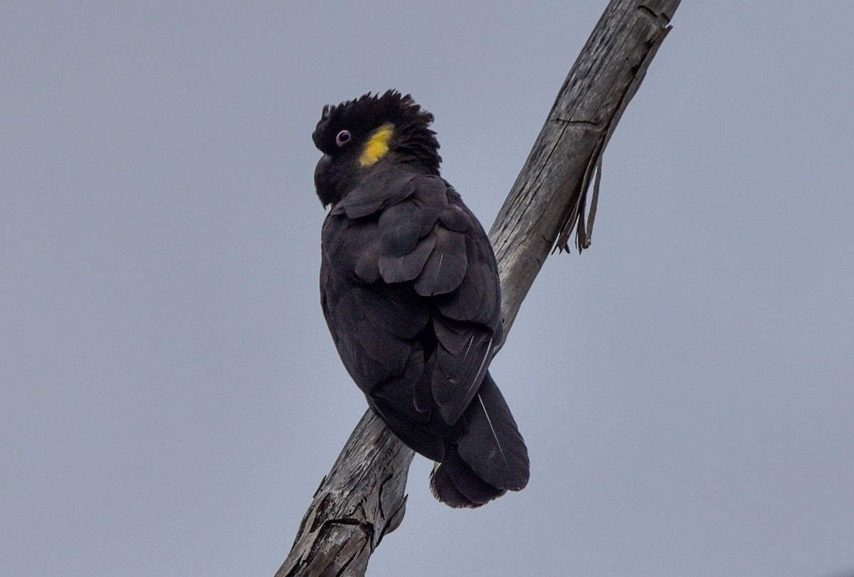 Yellow-tailed Black-Cockatoo - Bruce Wedderburn