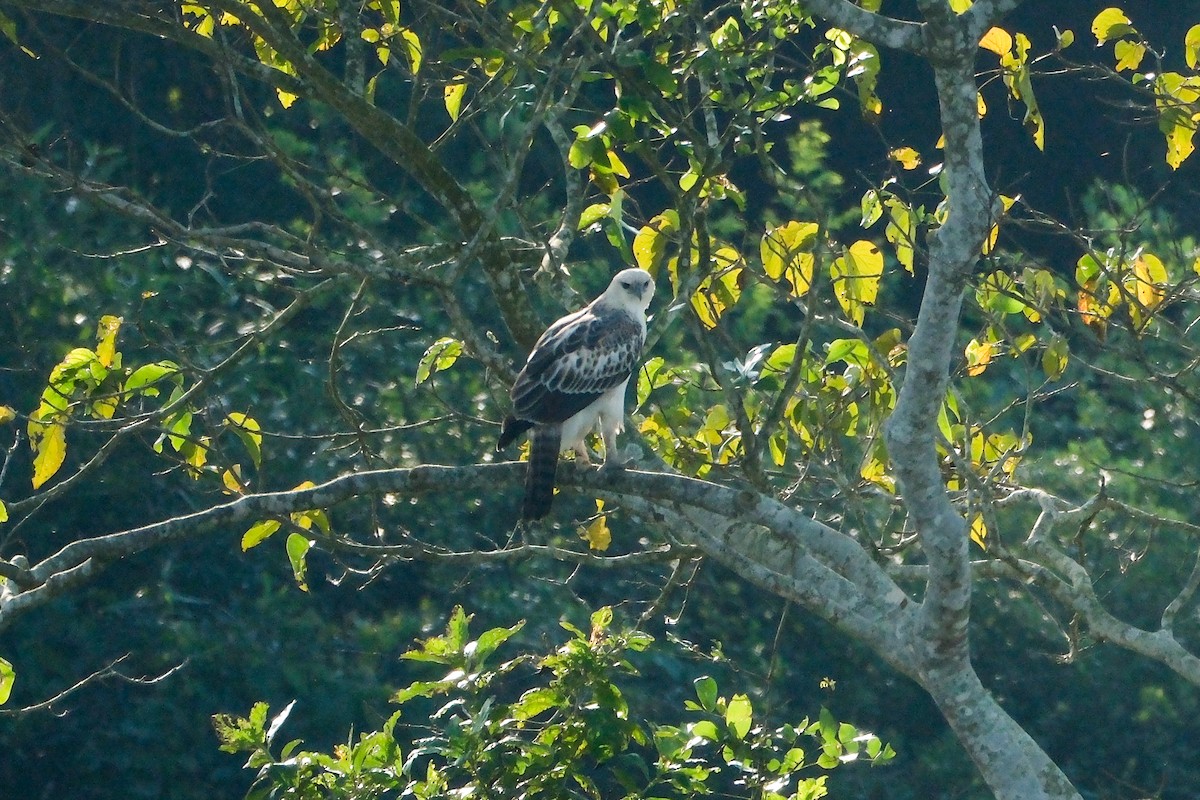 Aigle huppé - ML619014560