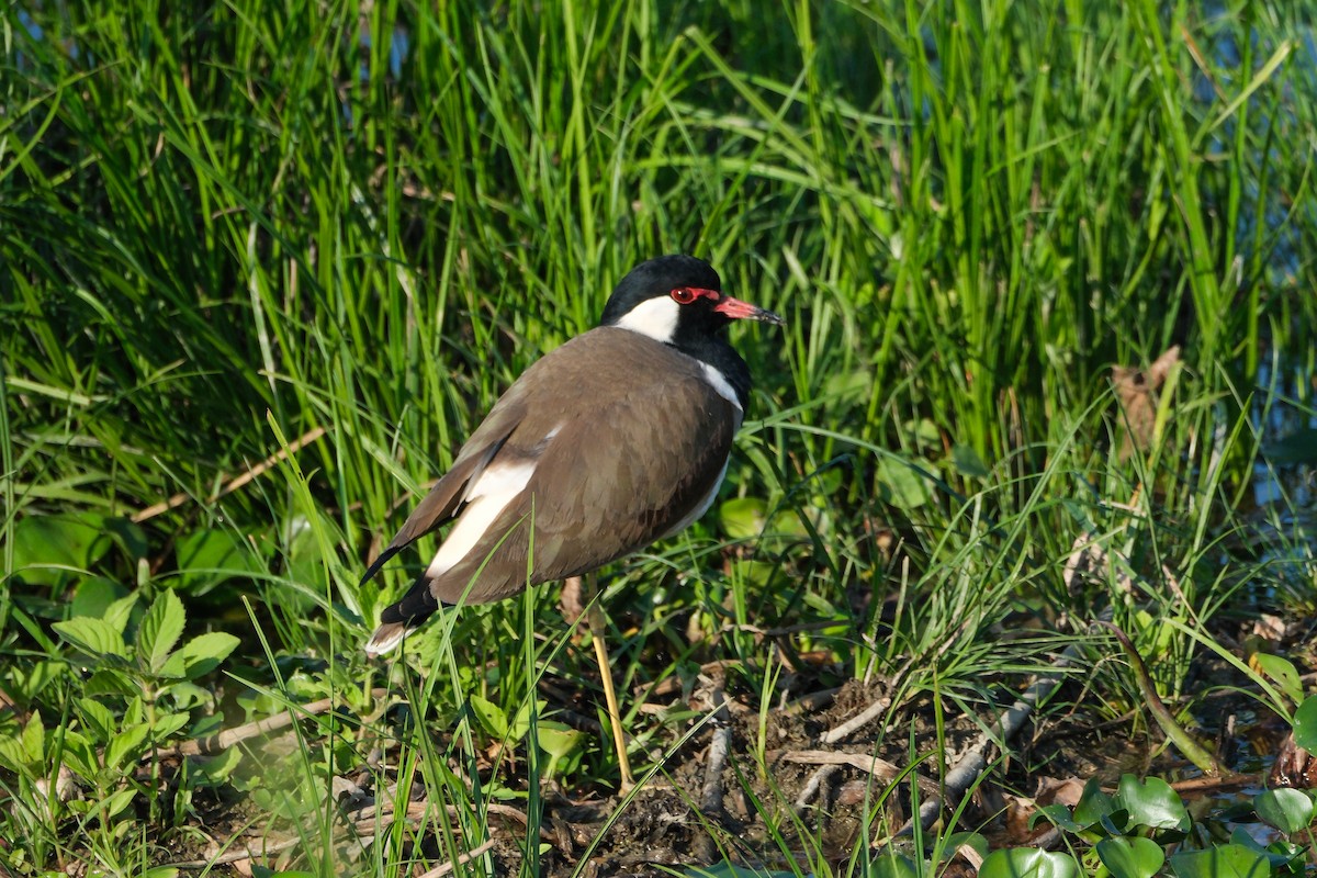 Red-wattled Lapwing - ML619014561