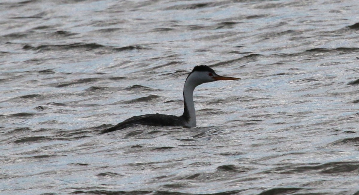 Clark's Grebe - Nels Nelson