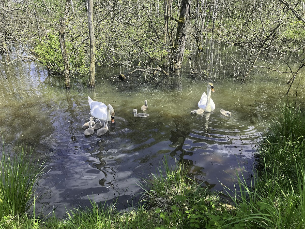 Mute Swan - ML619014584