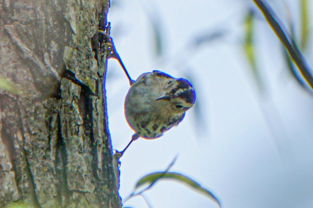 Black-and-white Warbler - Drake Thomas