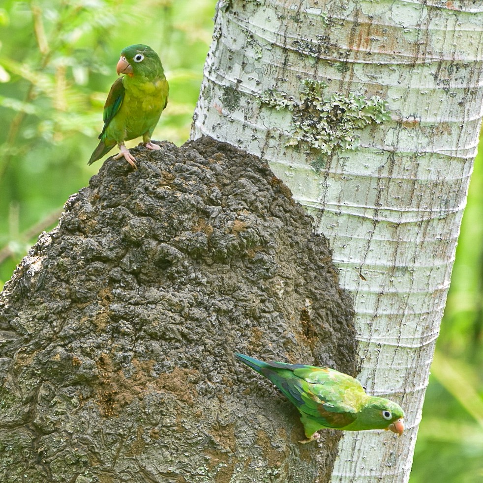 Orange-chinned Parakeet - ML619014606