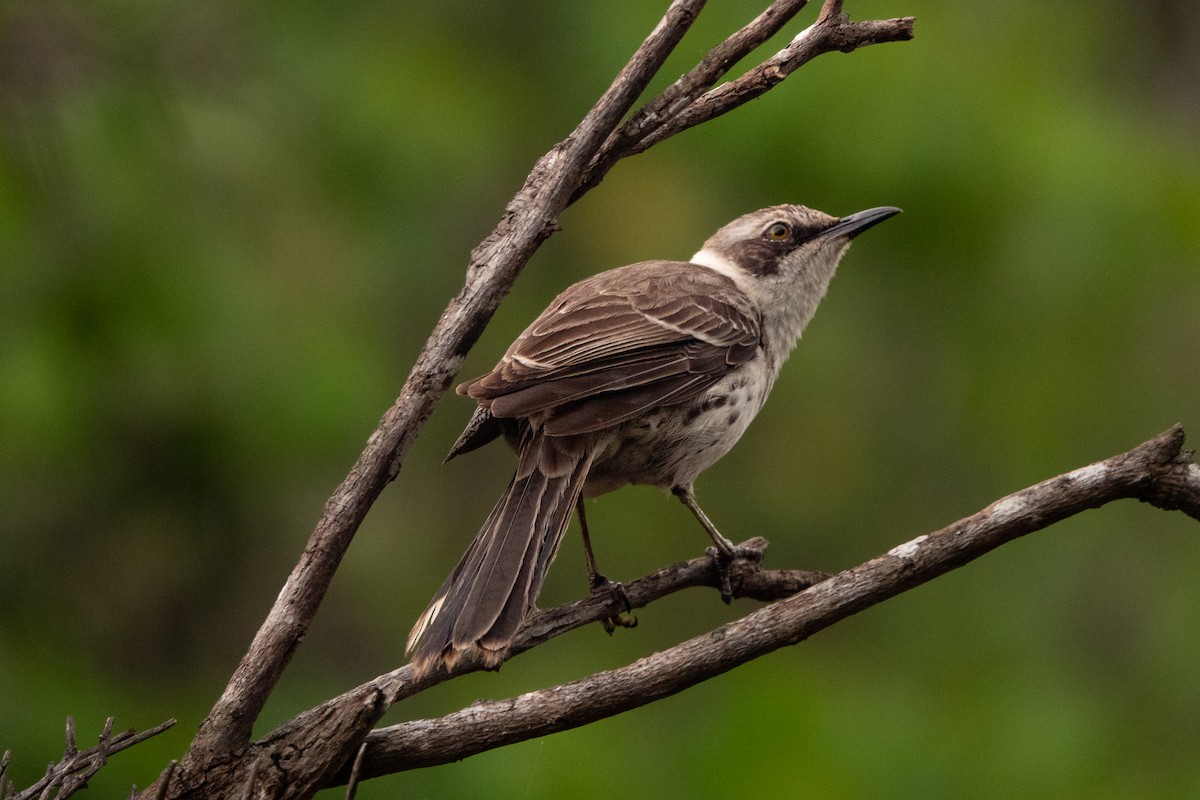 Galapagos Mockingbird - Jodi  Chambers