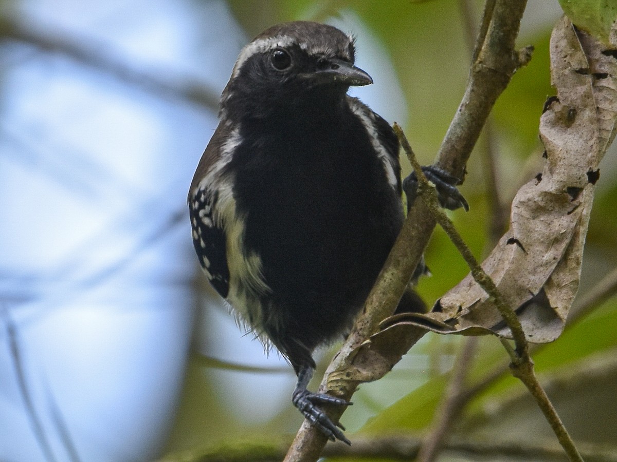 Northern White-fringed Antwren - ML619014611