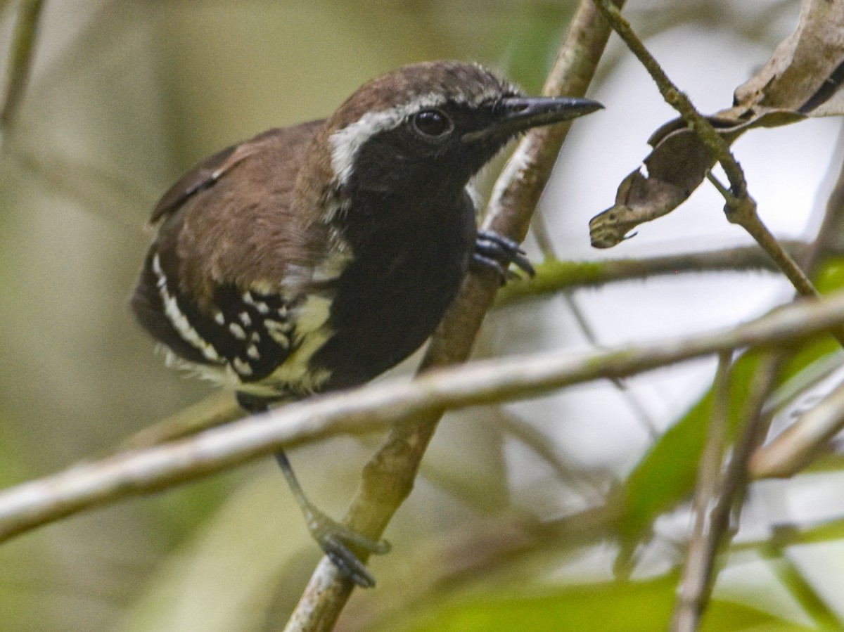 Northern White-fringed Antwren - ML619014612