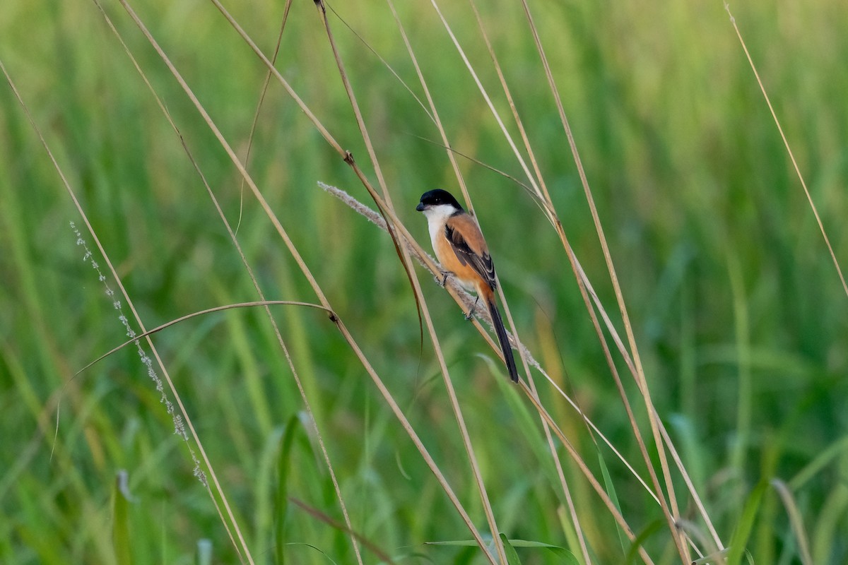 Long-tailed Shrike - ML619014616