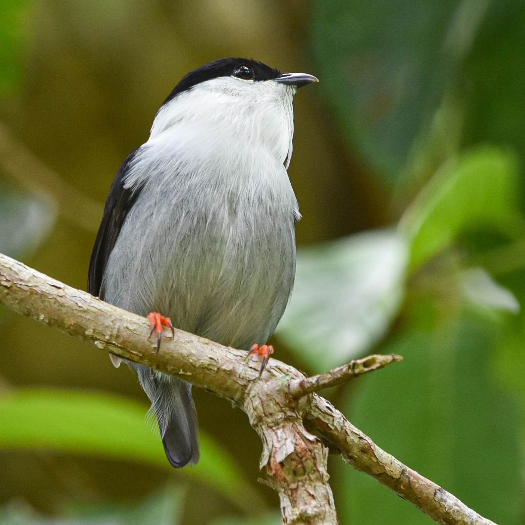 White-bearded Manakin - ML619014617