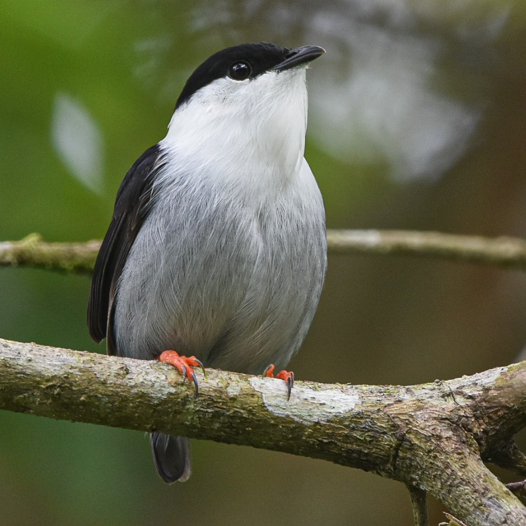 White-bearded Manakin - ML619014618