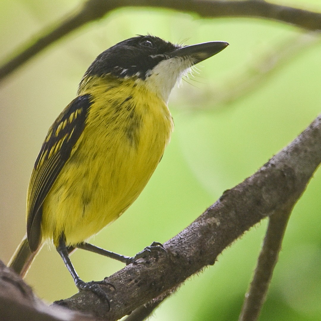 Black-headed Tody-Flycatcher - ML619014621